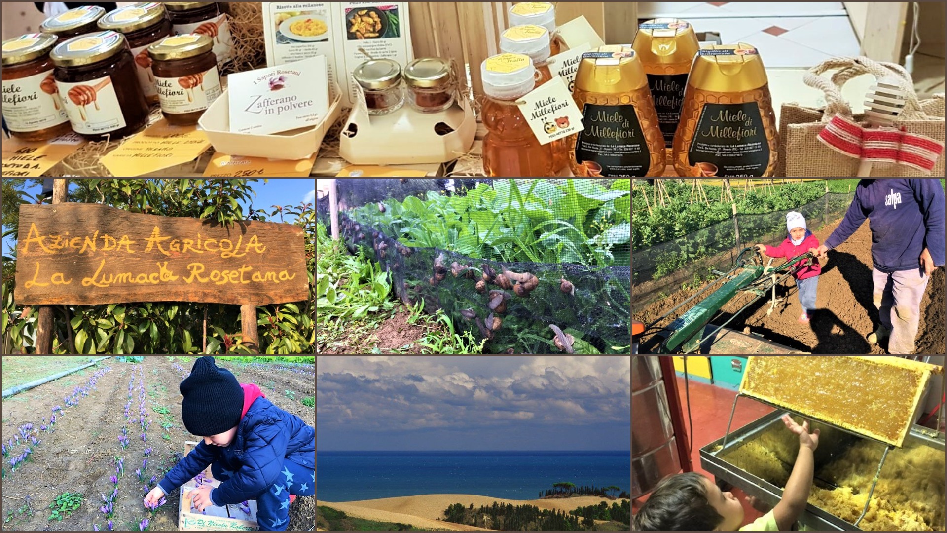 collage azienda agricola Lumaca Rosetana  a Teramo
