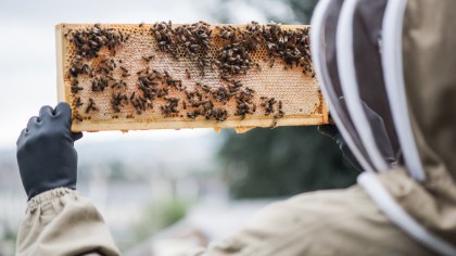 apicoltore che prende arnia biologica naturale con le mani e la alza al cielo Roseto degli Abruzzi a Teramo