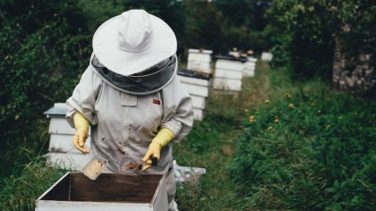 apicoltore che prende il miele dalle arnie naturale biologico a Roseto degli Abruzzi a Teramo
